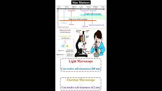 Size Matters of Eukaryote and Prokaryotes Cells geneticteacher [upl. by Colene]