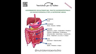 ASSORBIMENTO DEI NUTRIENTI NEL TRATTO GASTROINTESTINALE [upl. by Marcus]