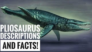 Pliosaurus  Description and Facts [upl. by Sammons]