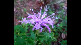 Propagating Bee Balm By Cuttings MonardaBergamotBee BalmHorsemint and Oswego Tea zone 39 [upl. by Gassman]