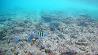 Snorkeling from shore Occidental Xcaret Mexico [upl. by Dijam]