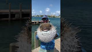 Biggest Pufferfish Ive Ever Seen [upl. by Gally470]