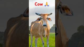 cow video gana cow video for kids cow video cow video cow video download cow video cartoon [upl. by Dickman704]