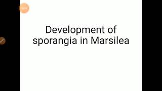 Development of sporangium in Marsilea [upl. by Ruth]