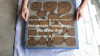 DIY Formicarium New Nest for Red Harvester Ants Pogonomyrmex barbatus [upl. by Melamed]