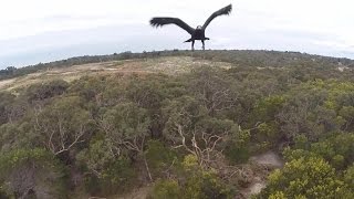 Орёл напал на беспилотник  Eagle vs Drone [upl. by Pendleton]