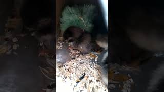 New hatchlings and 3 6 day old chicks farm birds chicken [upl. by Yerdna172]