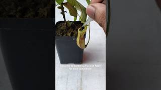 Feeding my Nepenthes two juicy caterpillars🐛🐛 nepenthesplant pitcherplants nepenthes [upl. by Tecil]