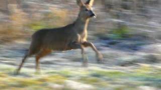 Running deer [upl. by Thistle]