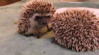 Choyas 4 week old baby hedgehogs [upl. by Anaillil931]