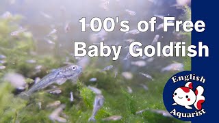 100s of free baby Goldfish [upl. by End]