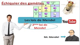 les lois de Mendel deuxième loi de Mendel cours de génétique [upl. by Pearlstein]