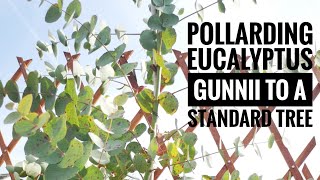 Pollarding amp pruning eucalyptus gunnii to a standard tree [upl. by Rowena]