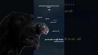 ඒ පුකා රේ 😂😂 short song sl [upl. by Airreis226]