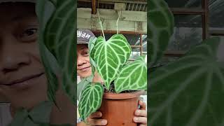 anthurium clarinervium  hybrid varian aroids anthurium plant [upl. by Egidio]