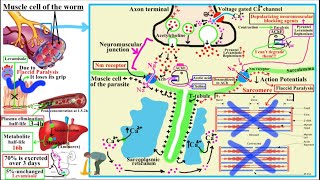 ANTIHELMINTHICS AnthelminticsPart 2Pyrantel Pamoate Levamisole Bephenium [upl. by Buckler256]