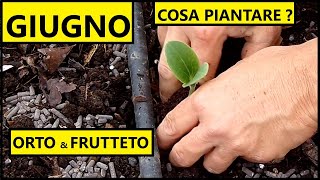 Cosa piantare nel mese di GIUGNO nellOrto e nel Frutteto  Tutorial Agricoltura [upl. by Eceertal]