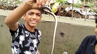 Deadly venomous White necked spiting cobra Naja nigricollis wild snake in Mumbai black snake [upl. by Hephzipa]