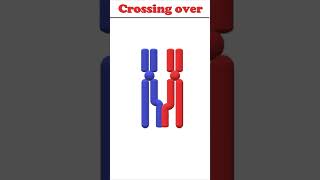 Crossing over animation biology crossingover [upl. by Cj]