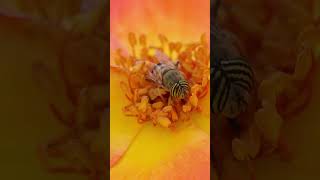 Stripe eyed flower fly FlowerFly MacroVideo Insect ￼ [upl. by Ariad811]