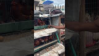 shorts viralvideo poultrylife farming [upl. by Pack]