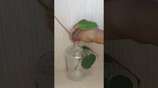 How to propagate philodendron heartleaf from cuttings indoorplants waterpropagation philodendron [upl. by Simona310]