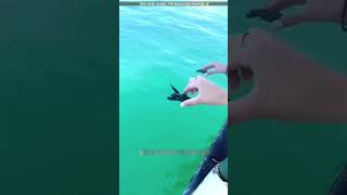 Baby turtle in a race😮viralvideo shortvideo [upl. by Isabelle846]