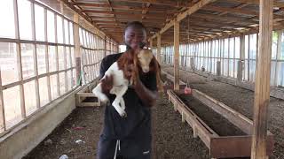 Farming in Ghana Sheep 🐑🐑🐑🐑Rahmaniya farms [upl. by Croner90]