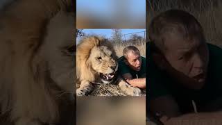 Man slap Lion facts shortvideo [upl. by Erlinna620]