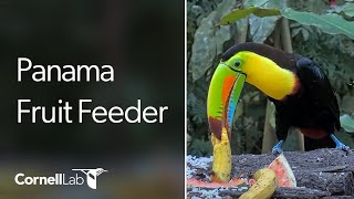 Panama Fruit Feeder Cam at Canopy Lodge  Cornell Lab [upl. by Bevash669]