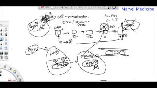 Ischemia and Reperfusion injury [upl. by Emmalynne]