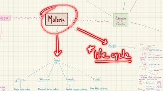 Malaria  Classification and Life cycle  Bloodstream Infections  2nd year MBBS  Microbiology [upl. by Ardnajela687]