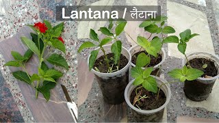 How to grow Lantana from cuttings  Propagate [upl. by Letnuahc]