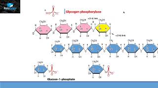 Glycogenolysis [upl. by Manolo113]