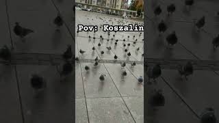 Pov Koszalin koszalin memes wgorachjestwszystkocokocham [upl. by Calvano]