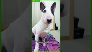 ALL ABOUT THE BULL TERRIER  Bull Terrier Facts  Dog Breed Info  Bull Terrier Training shorts [upl. by Yseulta]