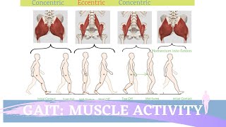 Gait Muscular Activity amp Action [upl. by Manas]