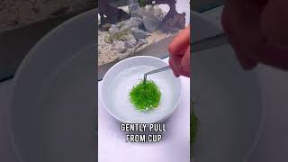 How to Prep Tissue Culture Aquarium Plants shorts [upl. by Malarkey784]