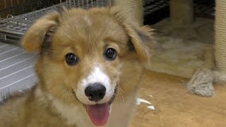 lopeared Roku  垂れ耳ロクさん 20150725 welsh corgi puppy 子犬 [upl. by Malorie]