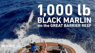 The Catch of a Lifetime  1000lb Black Marlin caught on the Great Barrier Reef Short Stories Ep06 [upl. by Tyrone]