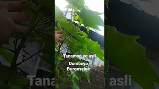 Dombeya Burgessiae yg asli [upl. by Garin]