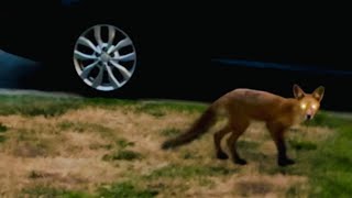 FOX Comes to Visit amp Maia Plays HIDE amp SEEK With Him 😱🦊😳 fox cutefox hideandseek [upl. by Akehsar933]