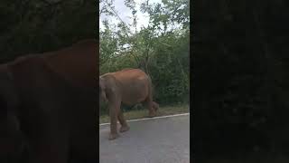 A dwarf elephant on Buttala Kataragama road tourofsivasri elephant wildlife wildelephant [upl. by Chute]