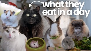 What My Pets Eat in a Day 🐹🐰🐱🦐 [upl. by Tonjes]