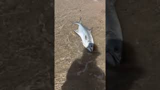 Leerfish fishing Dakhla Morocco fishing صيد fish adventure beach leerfish [upl. by Aihtebat]