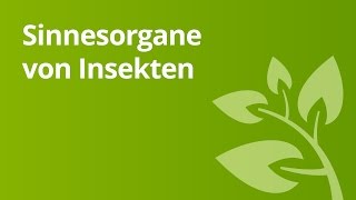 Insekten und ihre Sinnesorgane  Biologie  Biologie der Tiere Mittelstufe [upl. by Dyoll627]