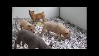 Thai Ridgeback pups te koop chiots à vendre [upl. by Alisander]