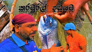 කරමුරල් දඩයම black bream hunt wishwatiyubaya 🙄😮😲 [upl. by Ioves]