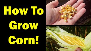 Growing Corn Seed To Harvest  The Definitive Guide [upl. by Lekram]