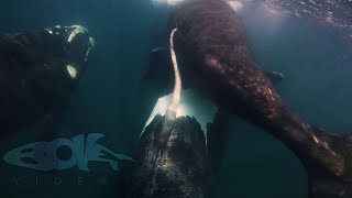 Southern Right Whales Mating in Argentina [upl. by Ariahs834]